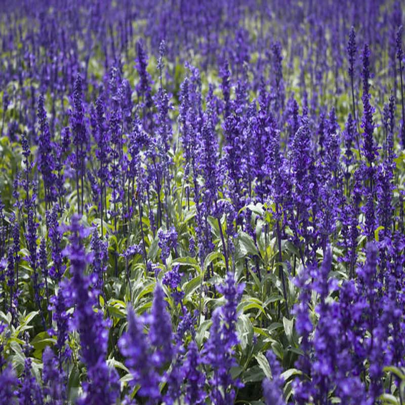 鼠尾草花海