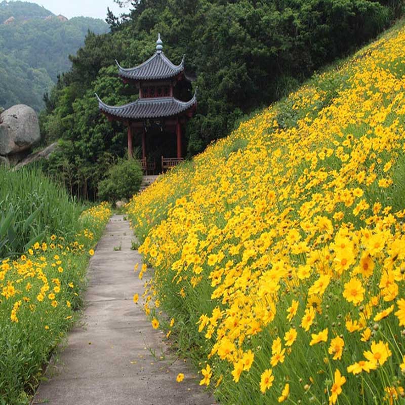 金雞菊花海