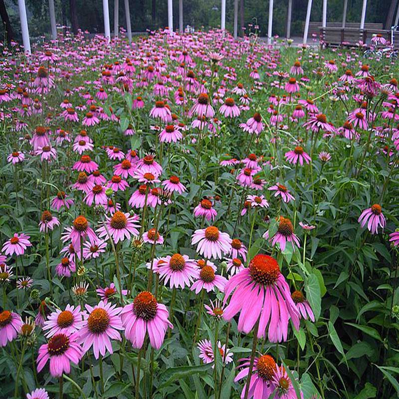 松果菊花海